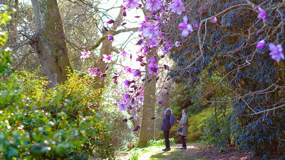 Caerhays Garden and Visitors