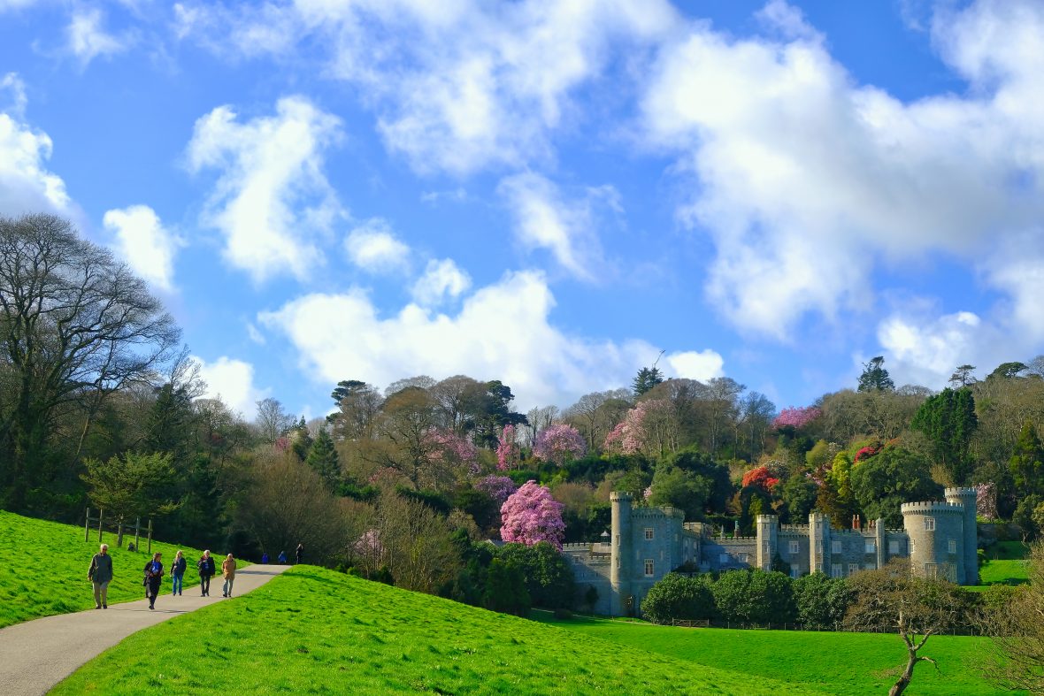 Cornwall’s only ‘National Magnolia Collection’ re-opens for Spring