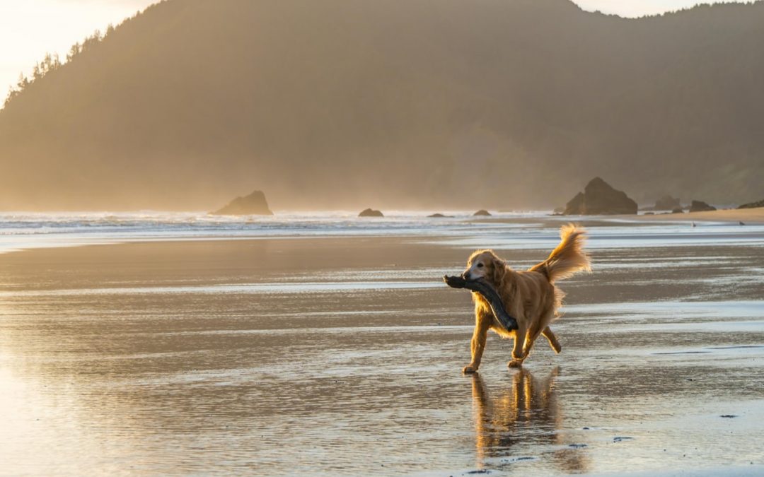 Dog-Friendly Cornwall – Paw-Fect Places to Visit, Eat and Stay with your Pooch