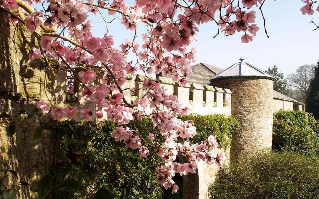 Unlimited Free Caerhays Castle Spring Garden Entry With Every Stay