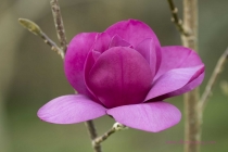 Caerhays Castle Magnolias Black Tulip x JC Williams by Ellen Rooney