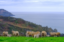 Caerhays sheep