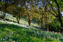 Gardens in the spring