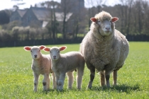 Caerhays sheep