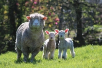 Caerhays sheep and lambs