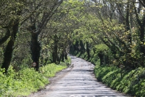 Lane from Caerhays to castle