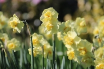 Spring daffs