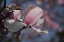 Magnolia in the gardens
