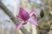 Spring magnolia