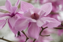 Caerhays Magnolias Diva Julian Williams by Ellen Rooney